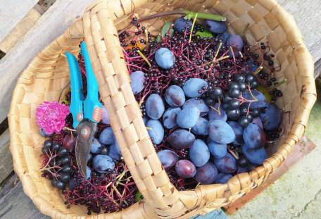 3+1 O ZAHRADNIČENÍ aneb podzimní sklizeň - jak sklízet zeleninu a bylinky i na Vánoce