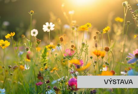 Plané rostliny v kuchyni