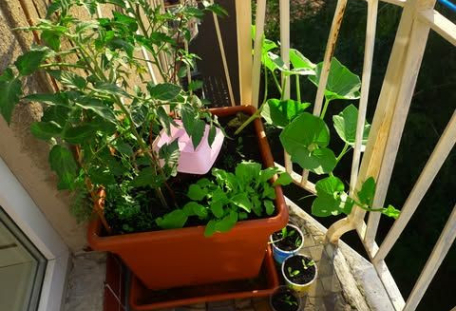 3+1 o zahradničení aneb jak založit svůj první záhon i na balkóně